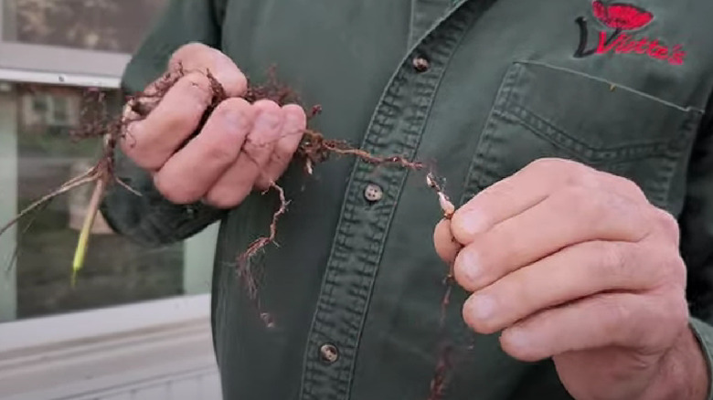 Man pulling apart root sections of a Japanese anemone