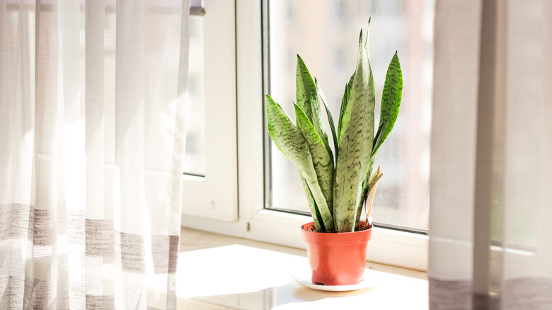 snake plant on window sill