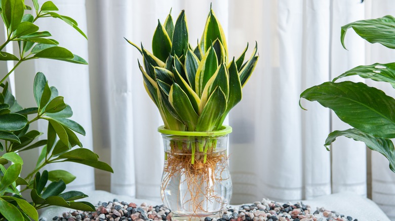 snake plant propagated in water