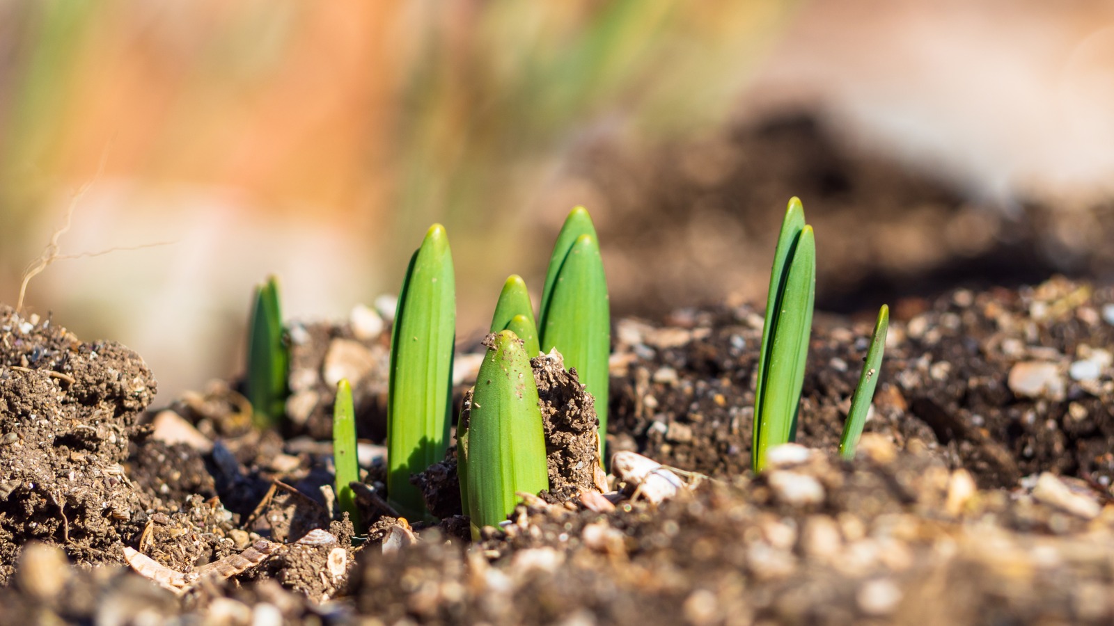 Invasive Spring Bulbs The Best Way To Protect Young Spring Bulbs In The Garden