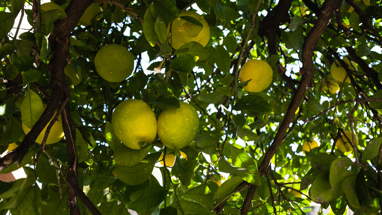 lemon tree canopy