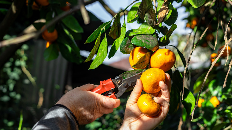 Person cutting orange tree with secateurs