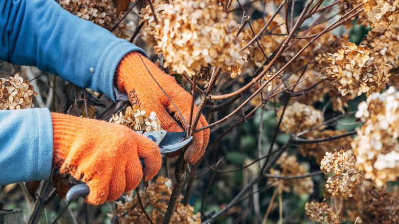 A gardener wearing orange gloves prunes a the branches of a frost-damaged hydrangea shrub using shears.