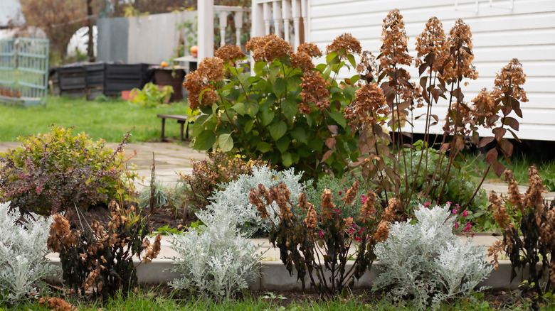 Damaged hydrangea shrubs in a garden after a frost.