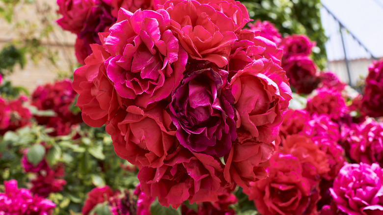 A bush full of vibrant red roses