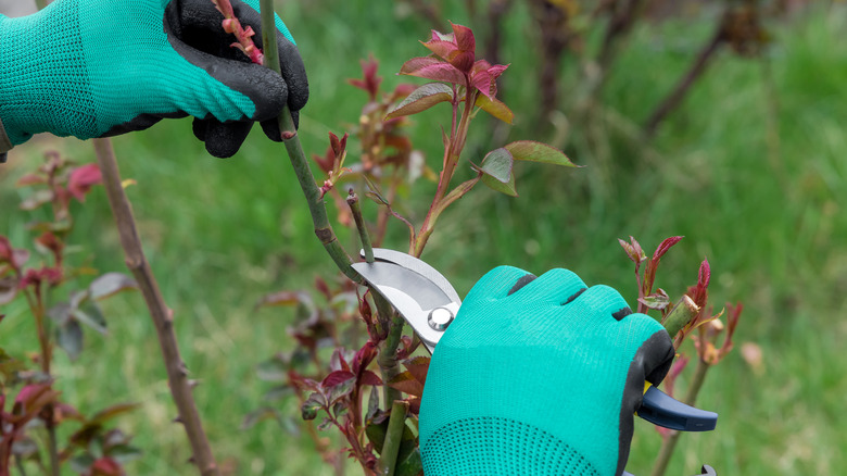 The gloved hands of a gardener cutting roses, perhaps after they have flowered
