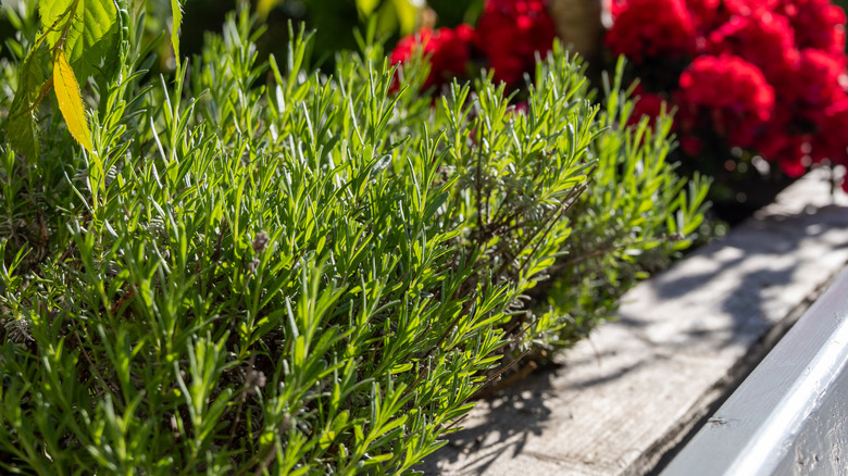 Rosemary plants in a garden with red flowers in the background