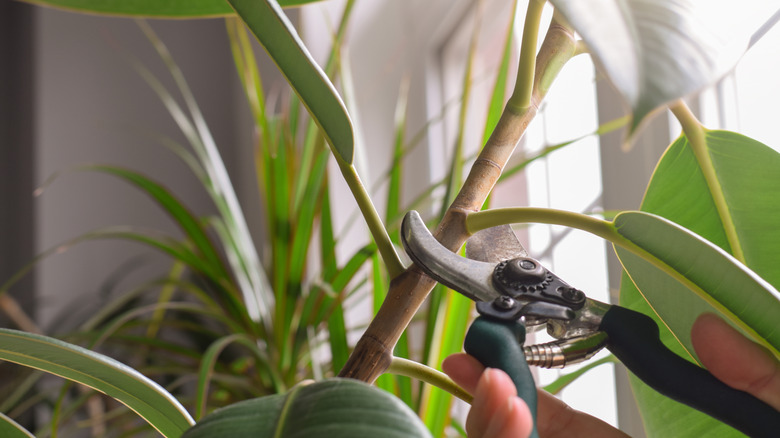 pruning rubber tree between nodes