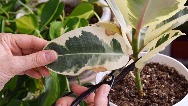 person pruning rubber tree leaf