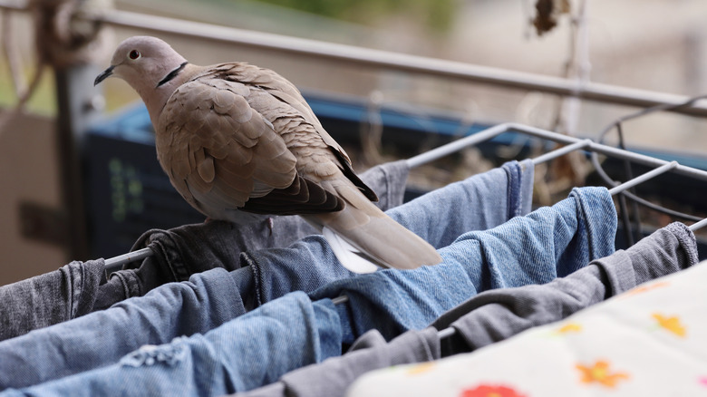 dove on drying clothes