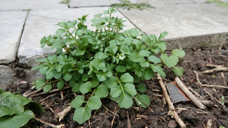 Hairy bittercress plant