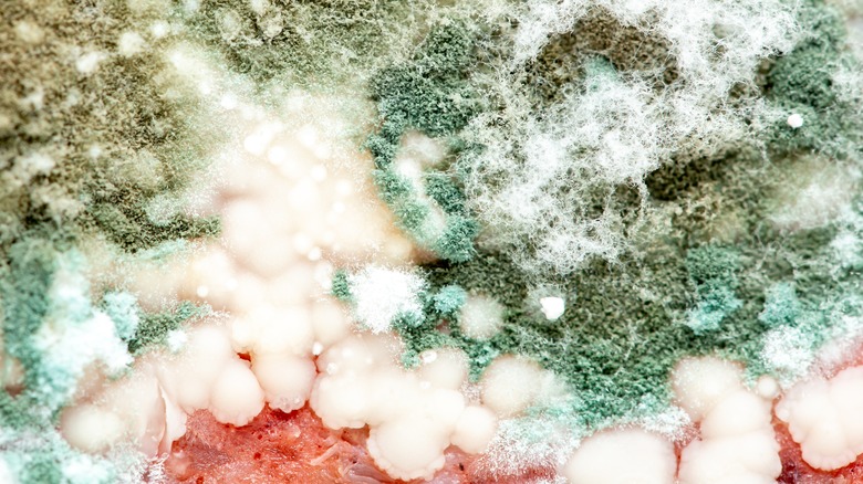 Different types of mold growth