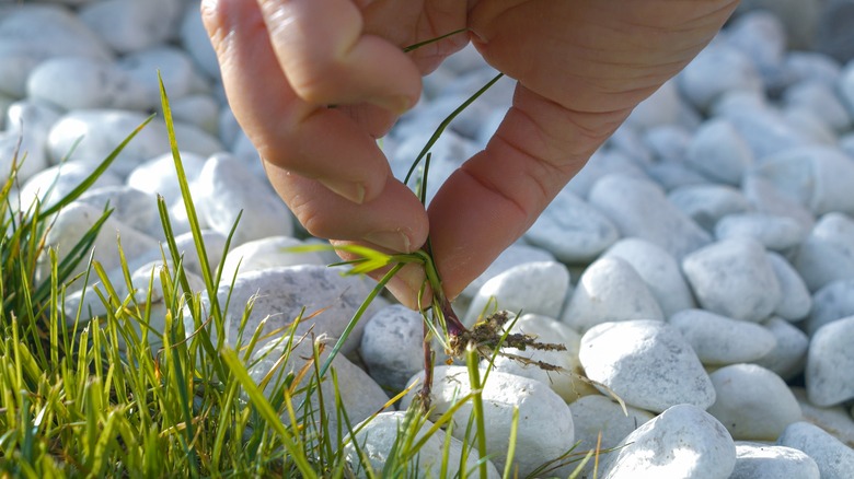 Hand removing weeds from rocks