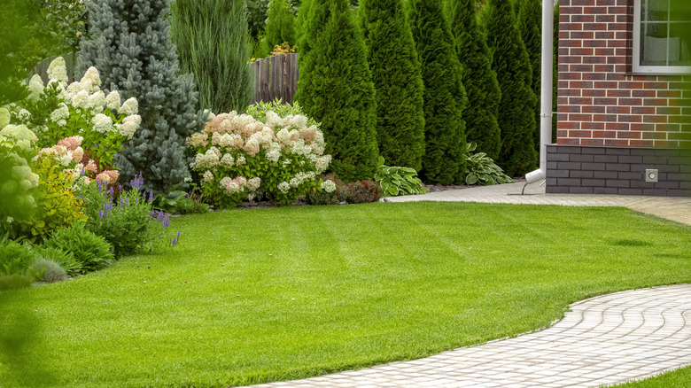 lush green lawn
