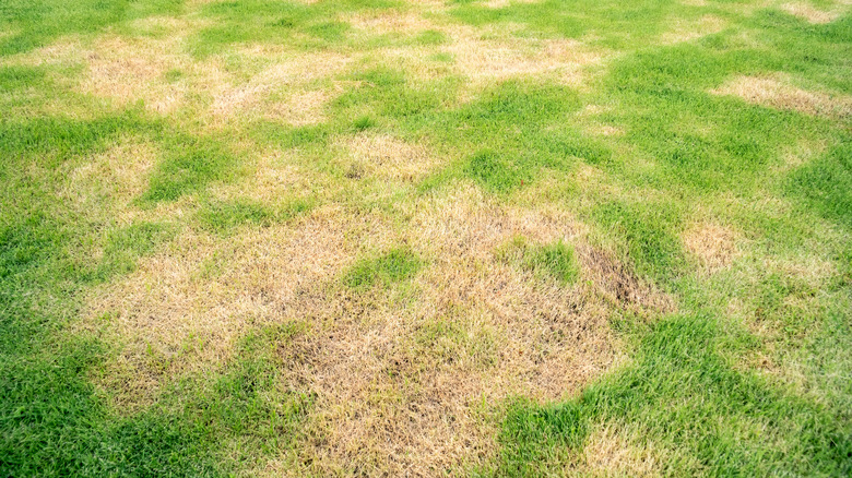 lawn patches