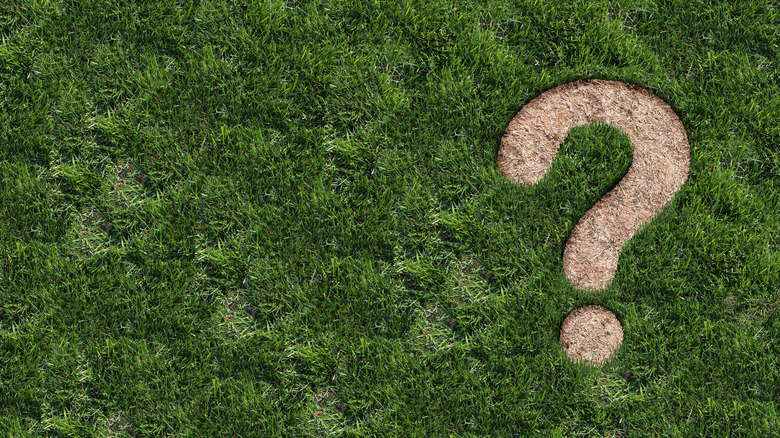 question mark in patchy lawn
