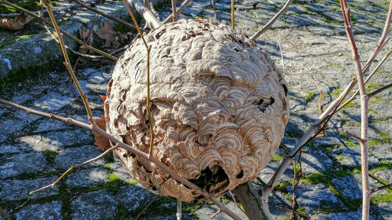 Close-up of a yellow-legged hornet nest