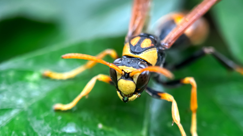 Close-up of a yellow legged hornet