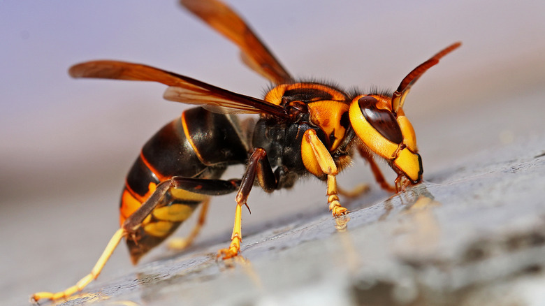 Yellow-legged hornet standing in a puddle