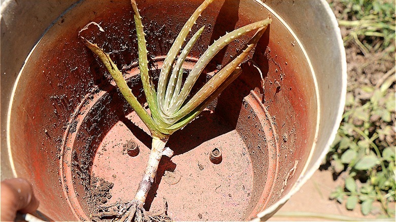 Aloe vera morente per il rinvaso