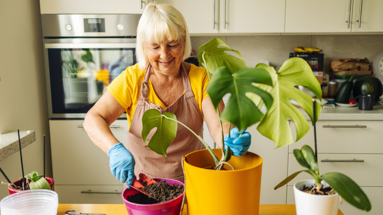 Smiling woman transfering dirt into a new pot with freshly repotted monstera plant