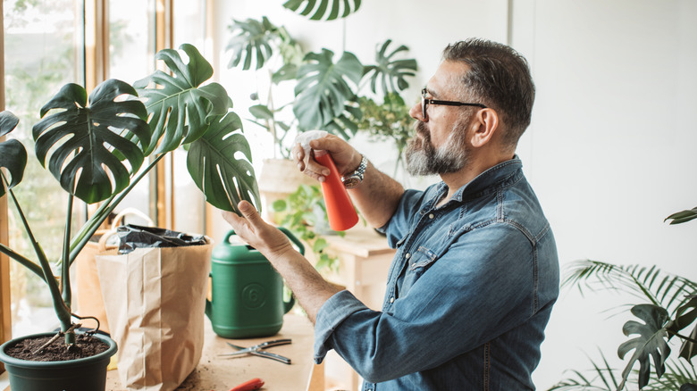 Man misting a monstera plant with more in the background