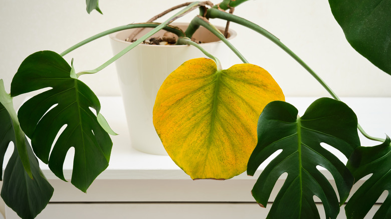 Monstera plant in white pot with a yellow leaf