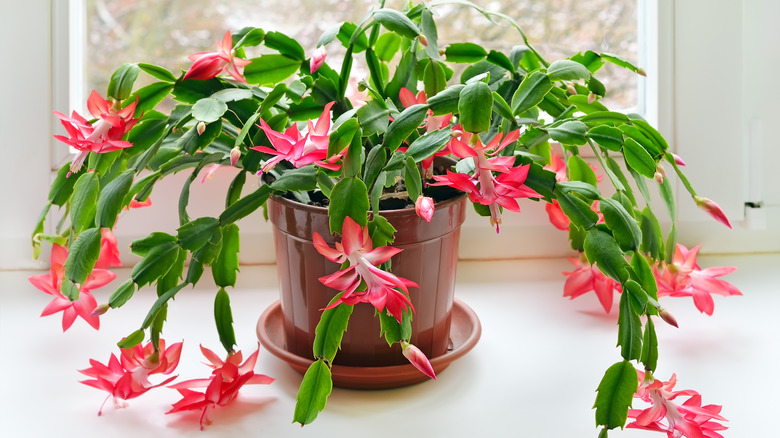 large christmas cactus