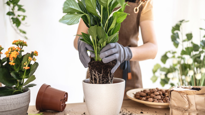 A woman places a bare-root peace lily in a new pot.