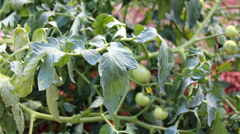 Tomato plant with drooping leaves