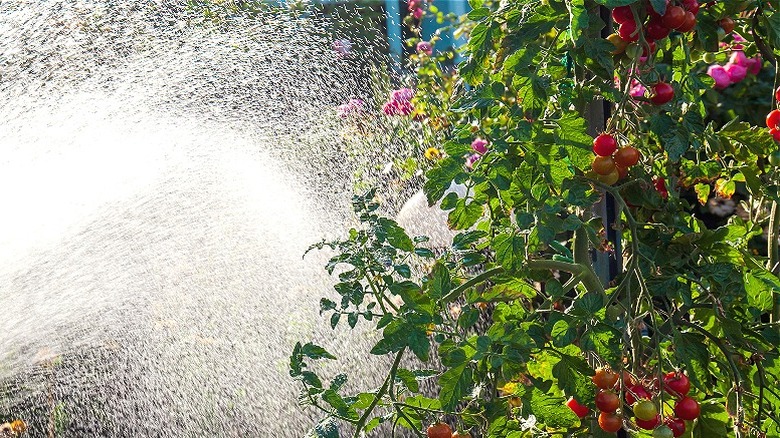 Garden hose spraying tomato plants 