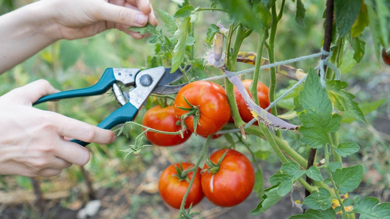 pruing tomato plants