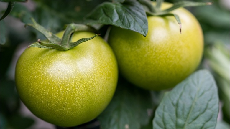 green tomatoes on vine