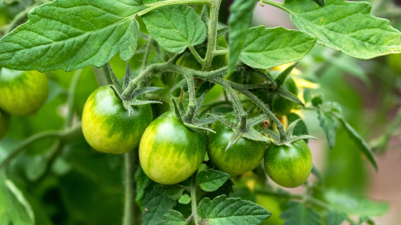 A bunch of green tomatoes on a vine