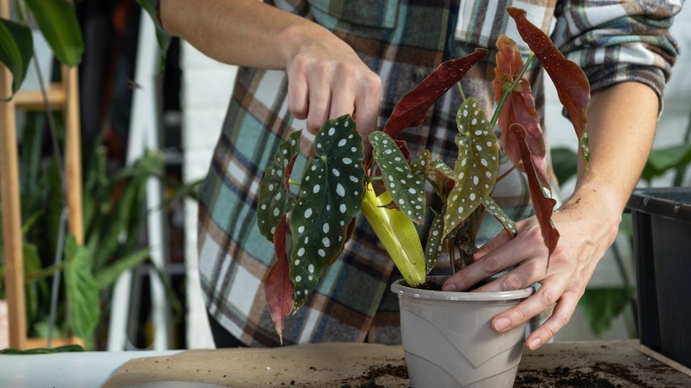 repotting a begonia plant