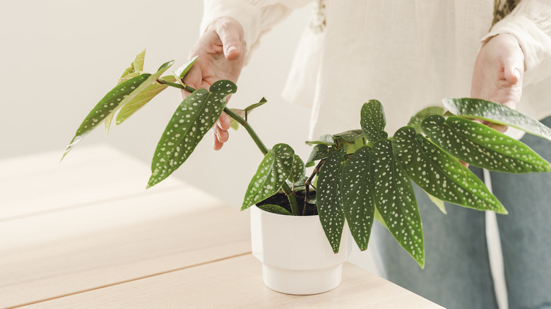 healthy begonia potted plant