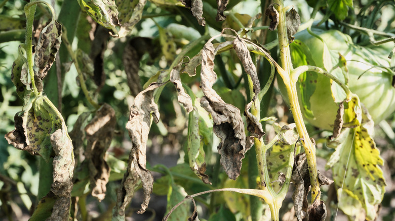 Wilted tomato plant leaves with fungal spots in sunny garden