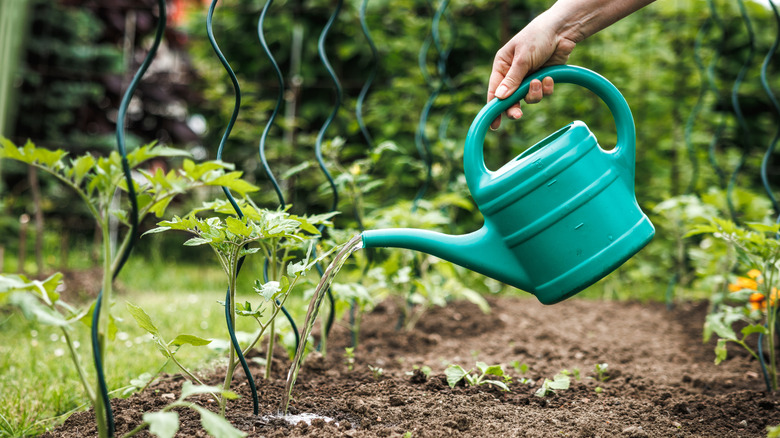 Watering tomato plant in vegetable garden. Organic gardening