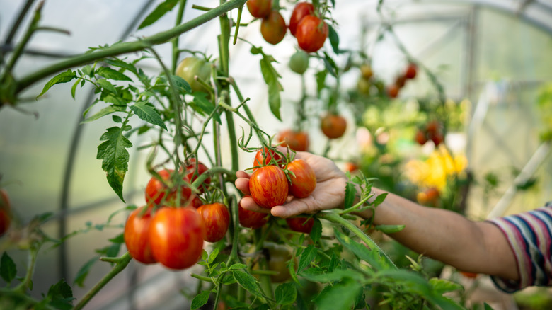 Female hand harvesting ripe tomatoes in hothouse, checking fruit maturity with careful touch.