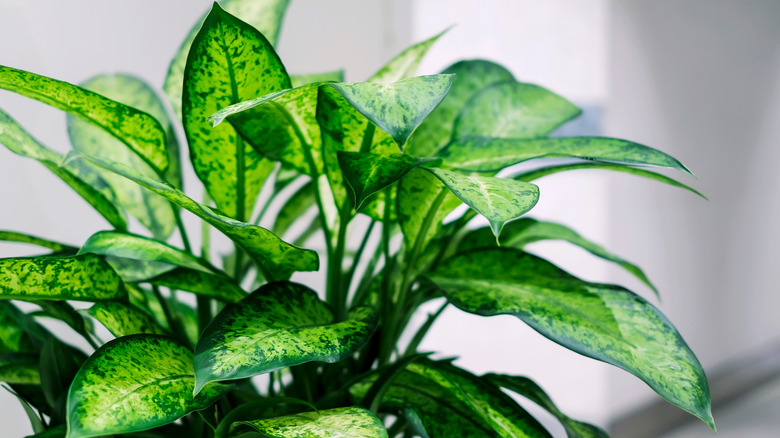 Healthy green dieffenbachia plant