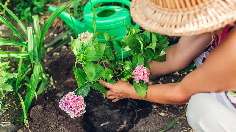 woman planting hydrangea flowers
