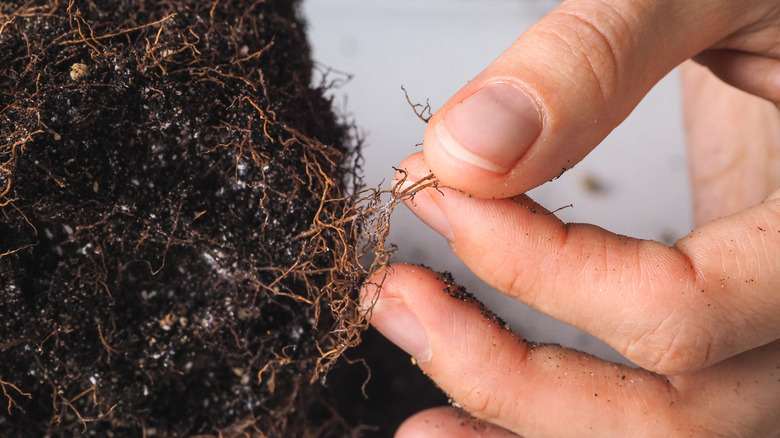 plant roots with root rot