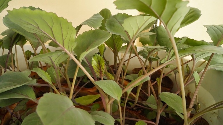 indoor seedlings