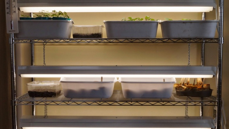 indoor grow lights over shelf