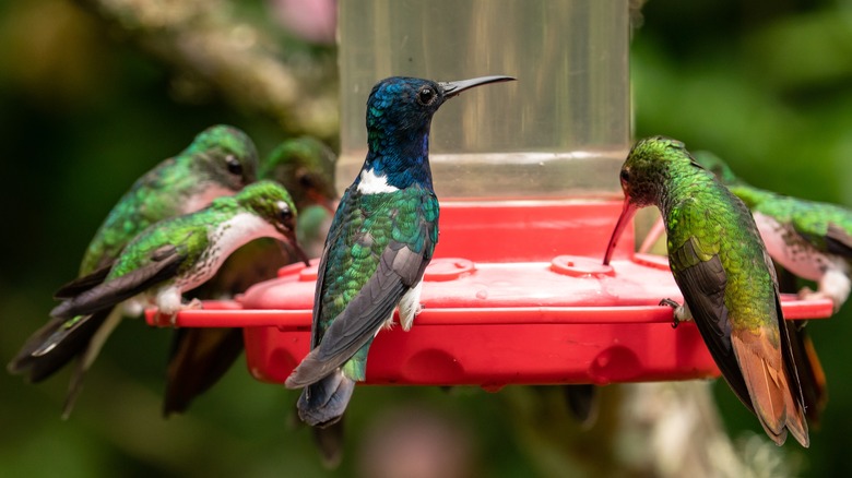 hummingbirds drinking nectar