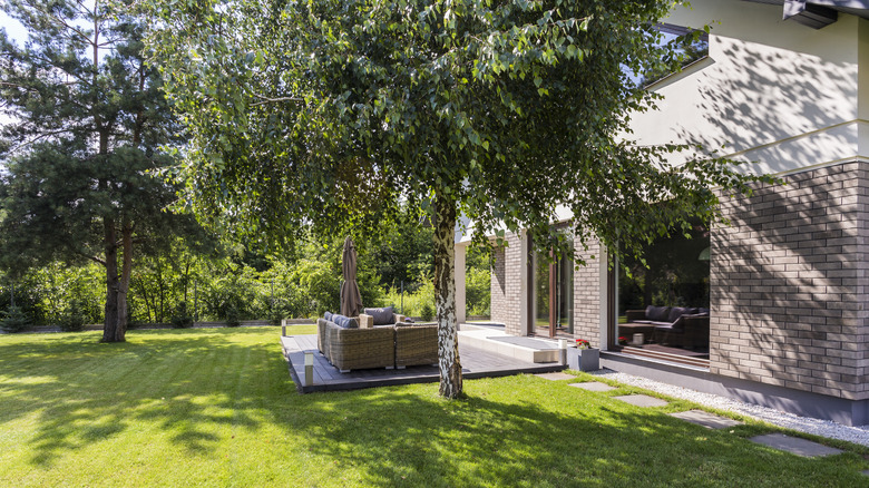 Beautiful shade trees in backyard