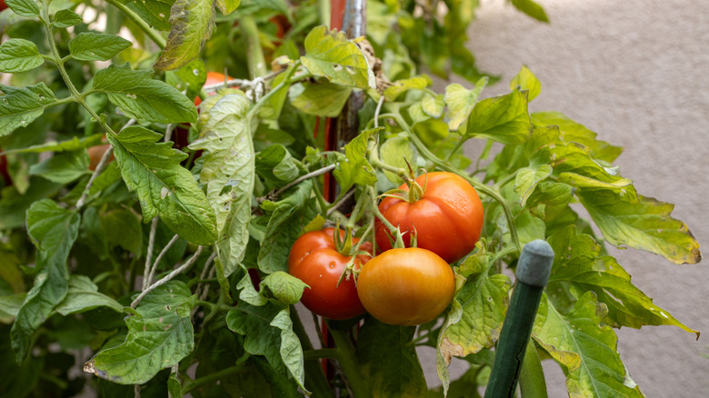 Tomato plant with supports and ripening red tomatoes