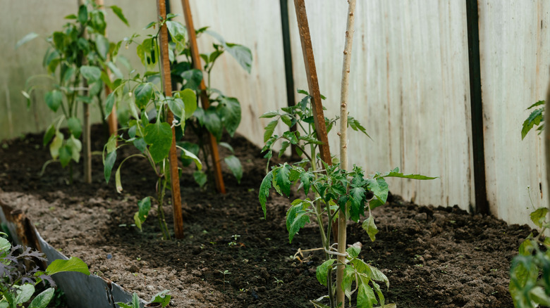 Tomato plant with red and yellow ripening tomatoes growing vertically