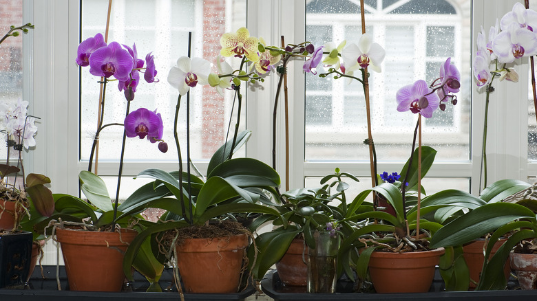 Potted orchids indoor by window