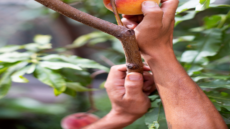 A person grabbing a peach growing from a branch